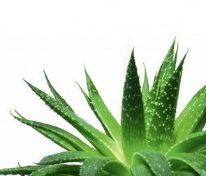 Aloe Vera Products